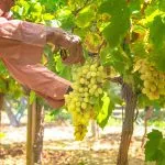 Kreta Gourmet Weintrauben